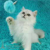 金吉拉幼猫纯种金吉拉活体宠物猫长毛猫幼猫白色金吉拉长毛幼猫p