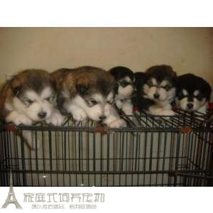 家养赛级可签健康协议灰桃脸一窝阿拉斯加幼犬活体宠物狗g