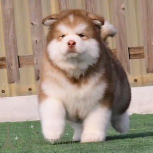 纯种阿拉斯加幼犬阿拉斯加雪橇犬大骨架阿拉斯加犬宠物狗ALpp