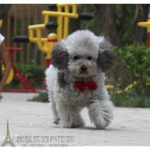 家养纯种红泰迪幼犬茶杯泰迪狗玩具型迷你赛级灰色贵宾41g