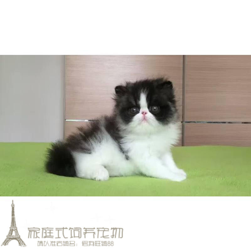 双血统加菲猫宠物猫咪异国短毛猫家养纯种幼猫活体黑白长毛弟弟p
