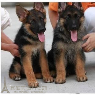 家养赛级活体看家好帮手德国黑背德国牧羊犬幼犬活体宠物狗p