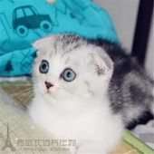 出售美短猫咪活体 美短加白起司猫幼猫活体出售p 纯种美短猫加白