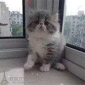 家养出售加菲猫活体异国短毛猫纯种加菲猫幼猫蓝白加菲猫宠物猫p