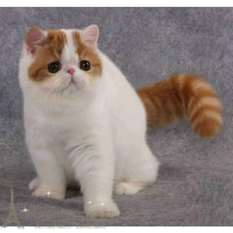 赛级加菲猫幼崽红小胖纯种加菲宠物猫活体红白梵文加菲猫幼猫g