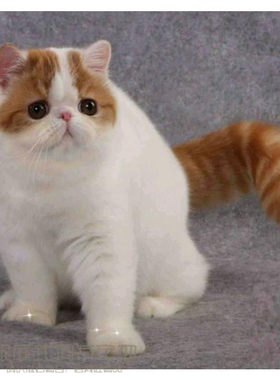 赛级加菲猫幼崽红小胖纯种加菲宠物猫活体红白梵文加菲猫幼猫p