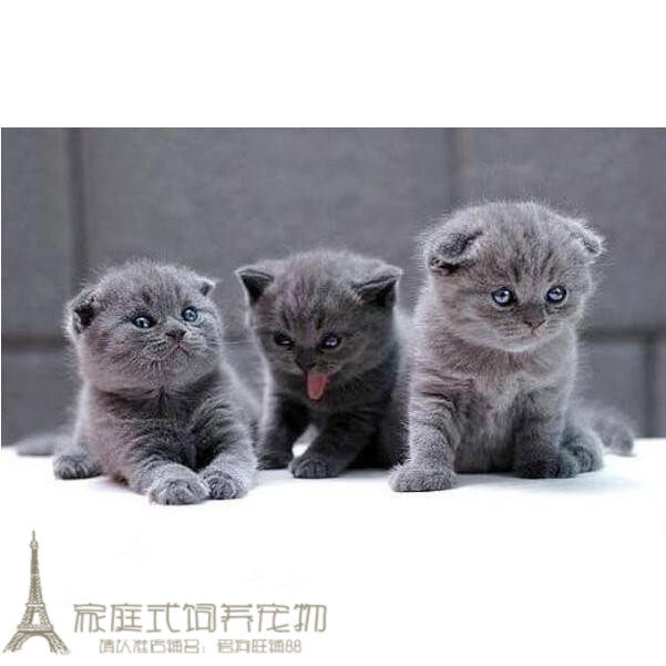 赛级出售英国短毛猫纯种蓝猫色英短幼猫灰色英短活体幼猫上海p