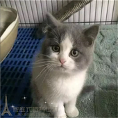 蓝猫宠物活体蓝白猫英短蓝白猫活体幼猫纯种英国短毛猫蓝白幼猫p