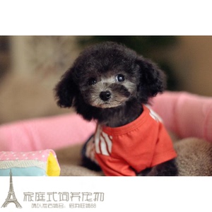 出售赛级纯种灰色贵宾犬灰色泰迪犬茶杯犬纯种宠物狗幼犬活体g