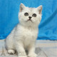 上海出售英国短毛猫活体宠物猫纯种家养幼猫银渐层小猫英短渐层p