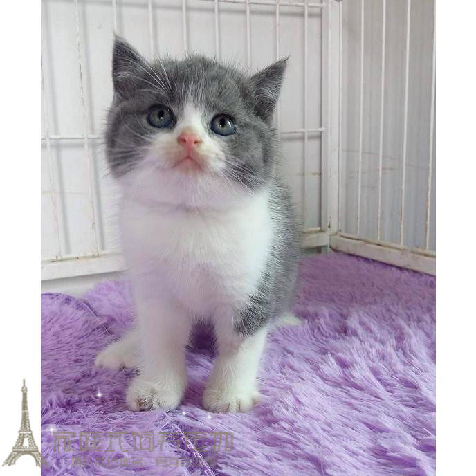 蓝白双色英短八字脸英短蓝猫家养英国短毛猫 纯种宠物猫活体p