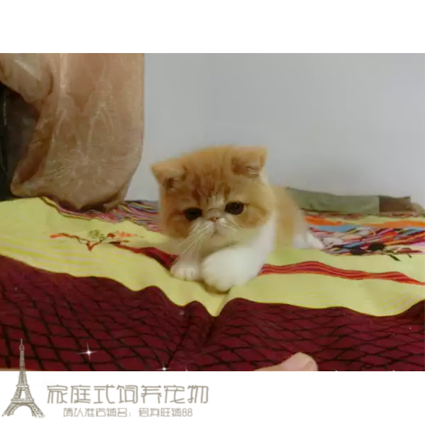 纯种出售加菲猫宠物猫异国短毛猫家养纯种加菲幼猫活体赛级异短p