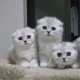 苏格兰折耳猫银渐层折耳猫银渐层立耳猫 幼猫苏格兰立耳猫p 活体