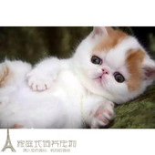 注册猫舍出售加菲猫宠物猫异国短毛猫家养纯种加菲幼猫活体弟弟p