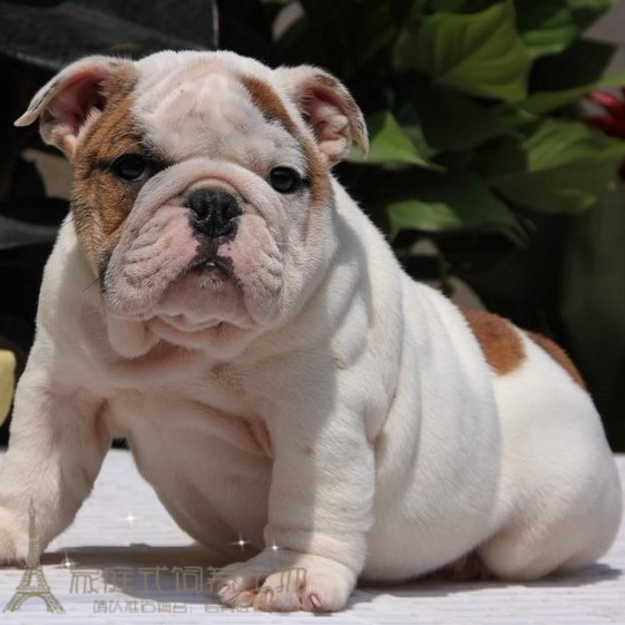 英斗幼犬英国斗牛犬幼犬活体宠物狗聪明斗牛犬家庭养殖健康g