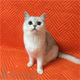 注册猫舍出售英国短毛猫家养宠物猫英短银渐层幼猫活体渐层幼猫p