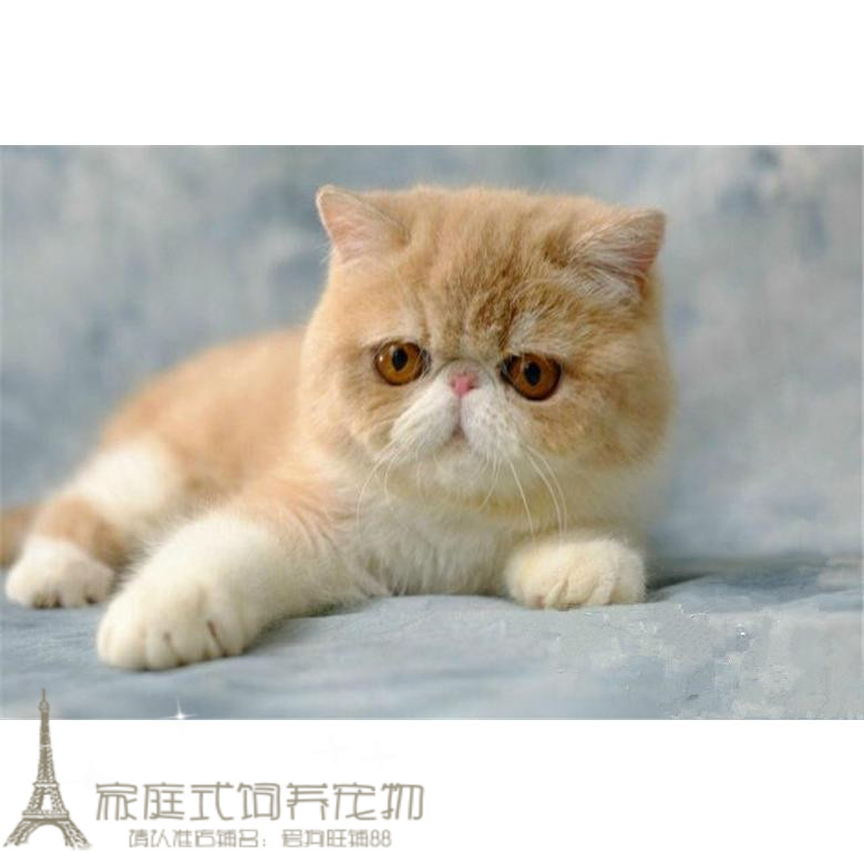 猫咪活体加菲猫纯种宠物猫异国短毛猫家养赛级血统加菲猫幼猫p