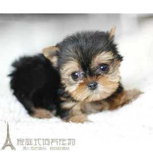 赛级双血统纯种约克夏幼犬品相佳大眼睛小鼻子面向甜美g
