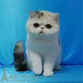 猫舍繁育加菲猫宠物猫异国短毛猫家养纯种加菲猫幼猫活体母猫p
