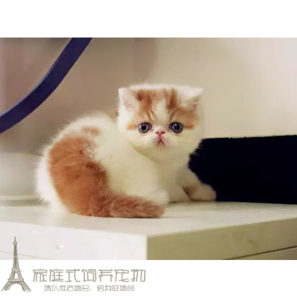 加菲猫宠物猫咪异国短毛猫家养纯种短毛幼猫活体红樊加菲弟弟g