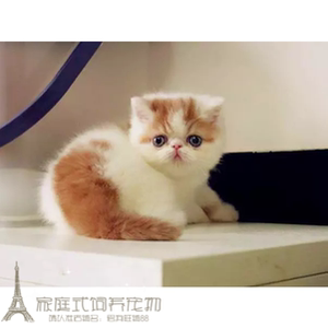 加菲猫宠物猫咪异国短毛猫家养纯种短毛幼猫活体红樊加菲弟弟g