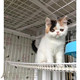 上海猫舍出售赛级纯种加菲猫宠物猫咪活体家养加菲猫幼猫大脸猫p