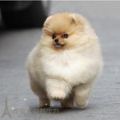 赛级双血统纯种博美犬幼犬日本俊介活体幼犬狗狗宠物小型犬博美p