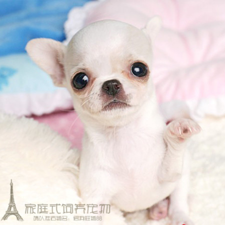 茶杯吉娃娃吉娃娃幼犬纯种吉娃娃纯苹果头吉娃娃幼犬l01gg