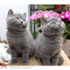 立耳短毛猫p 蓝猫 纯种英短蓝猫英国短毛猫 活体幼猫宠物猫