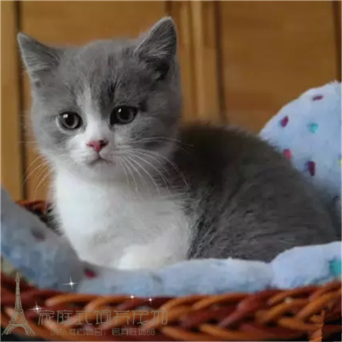 英短蓝猫蓝白猫活体纯种活体宠物猫加白幼猫正八字包子脸短毛猫p