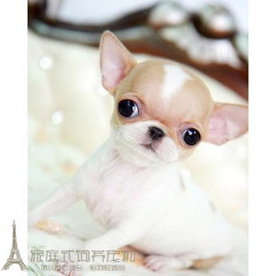 纯种袖珍茶杯犬吉娃娃幼犬/活体宠物狗狗吉娃娃幼崽/长不大小狗p
