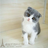 自家养出售健康英短宠物猫纯种英国短毛猫英短折耳蓝白幼猫活体p