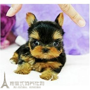 出售纯种约克夏名犬金头银背小体幼犬活体家养约克夏犬宠物狗狗g