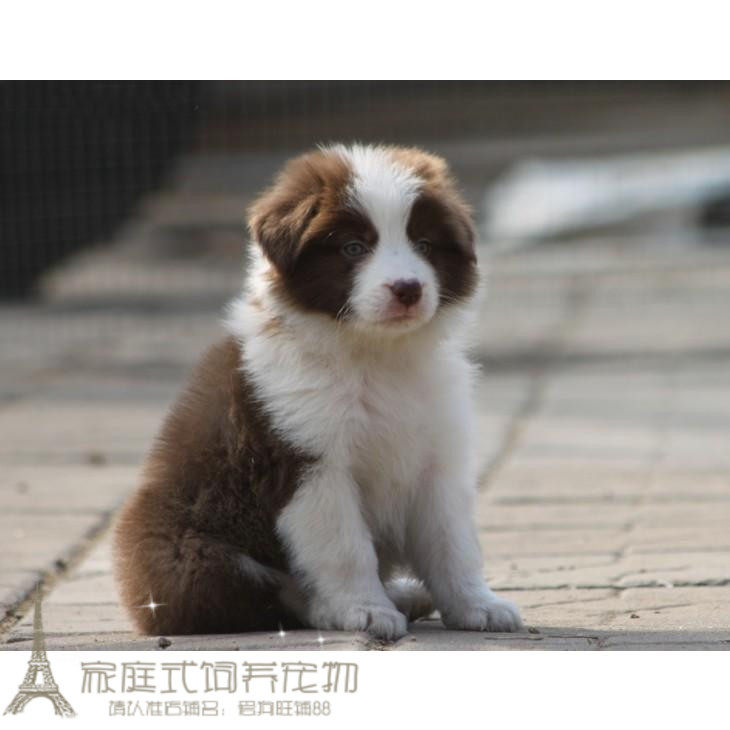 赛级巧克力色边境牧羊犬狗狗边牧幼犬活体家养宠物犬七白全到位p