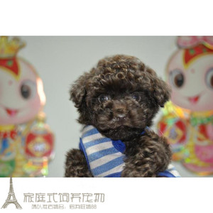 出售纯种泰迪犬幼犬纯种茶杯犬灰色活体贵宾犬泰迪幼犬宠物狗g