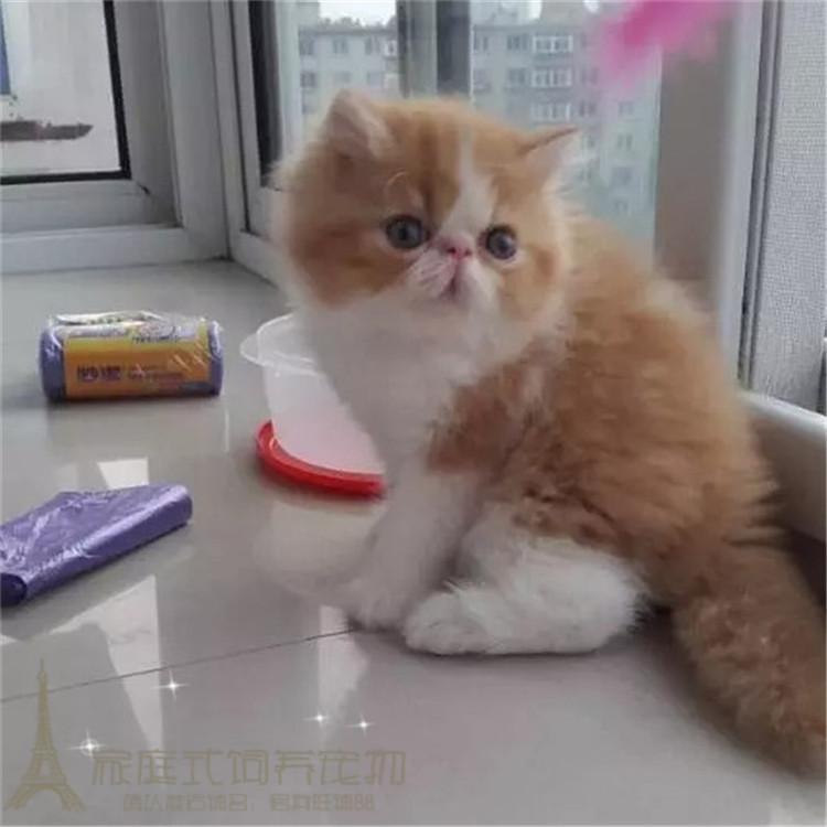 纯种活体黄白异国短毛猫