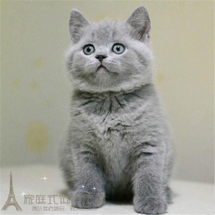 包邮小猫英短纯种英短蓝猫活体幼仔幼猫种苗灰猫出售英短蓝猫p
