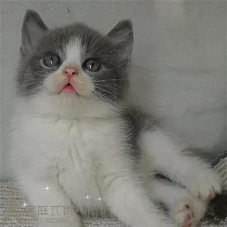 英短蓝白活体幼猫纯种蓝猫立耳幼崽英国短毛猫家养宠物猫咪正八p