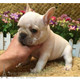 上海出售纯种法牛犬奶油色小法斗幼犬活体宠物狗狗法国斗牛犬p