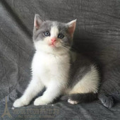 家养纯种英国短毛猫英短蓝白猫咪幼猫活体宠物正八双色可爱妹妹p