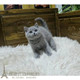 包子脸 英短蓝猫 蓝猫立耳幼猫活体纯种p 英国短毛猫 上海家养