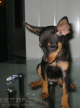 杜宾犬纯种幼犬德系铁包金立耳绑耳多只可选保证品质-p