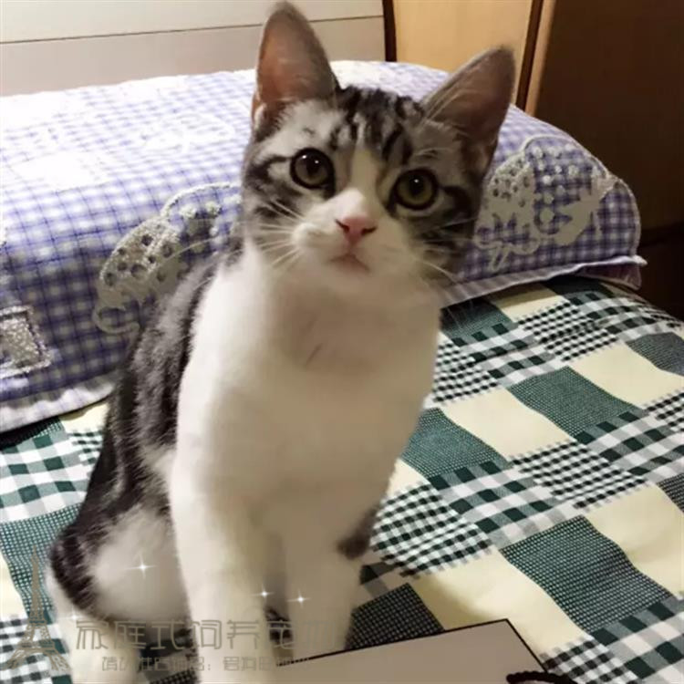 上海出售加白起司立耳美国短毛猫