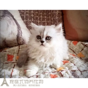 宠物猫咪家养活体纯种金吉拉幼猫银色渐层折耳小猫绿眼纯白出售g