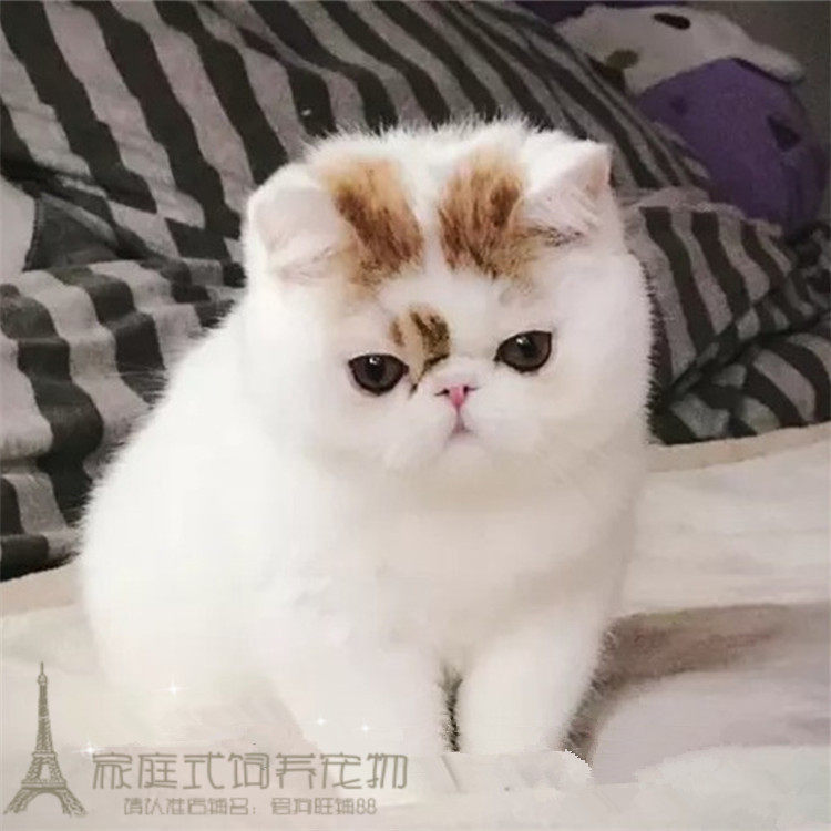 纯种加菲猫幼猫活体乳色加菲猫短毛猫活体猫异国短毛猫加菲猫p