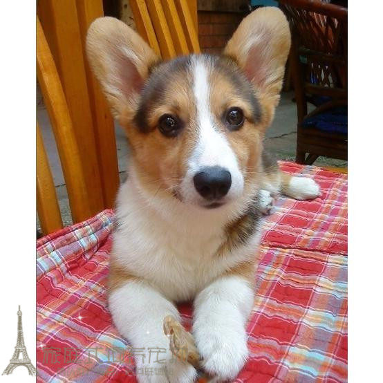 出售赛级血统柯基纯种幼犬威尔士柯基犬狗狗宠物驱虫疫苗齐p