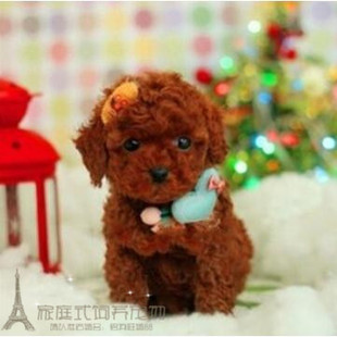 家养纯种红泰迪幼犬茶杯宠物狗泰迪狗玩具型迷你赛级灰色贵宾59p