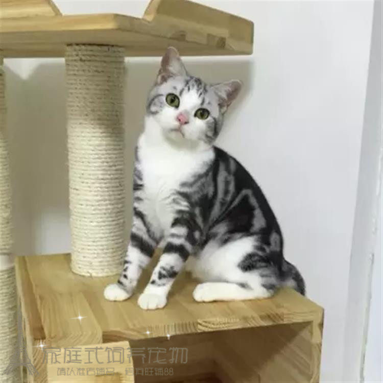 美短起司加白猫咪活体公猫弟弟宠物猫虎斑猫家养繁殖银虎斑美短p