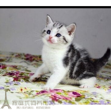 家养纯种美短银虎斑加白起司猫活体幼猫宠物猫美国短毛猫萌宠p