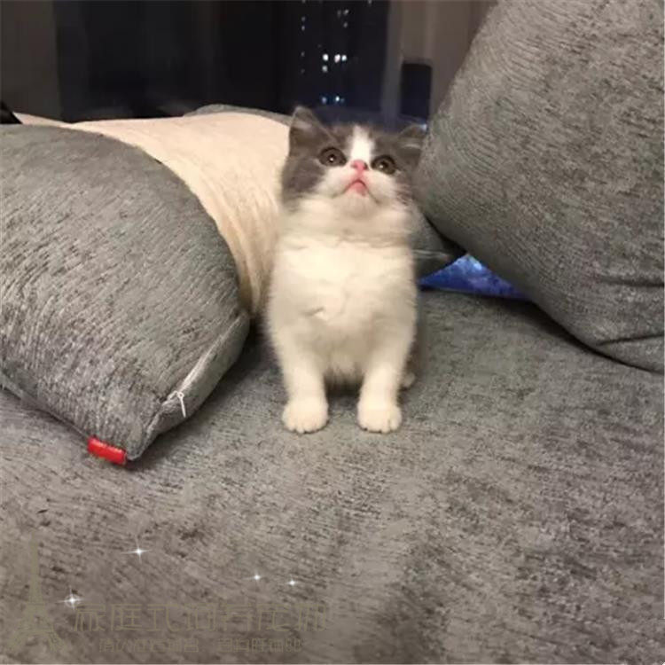 蓝白猫咪宠物猫英国短毛猫英短活体立耳正八子脸英短蓝白纯种猫p